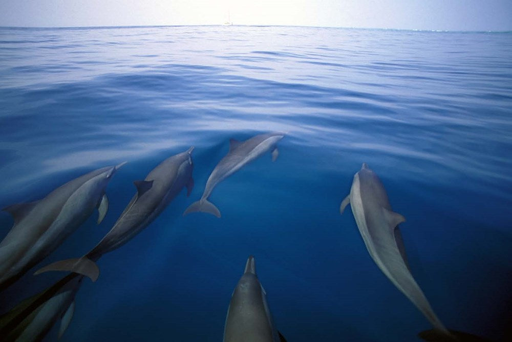 Not Food for Old Men: Baja California: A Mexican Culinary Adventure