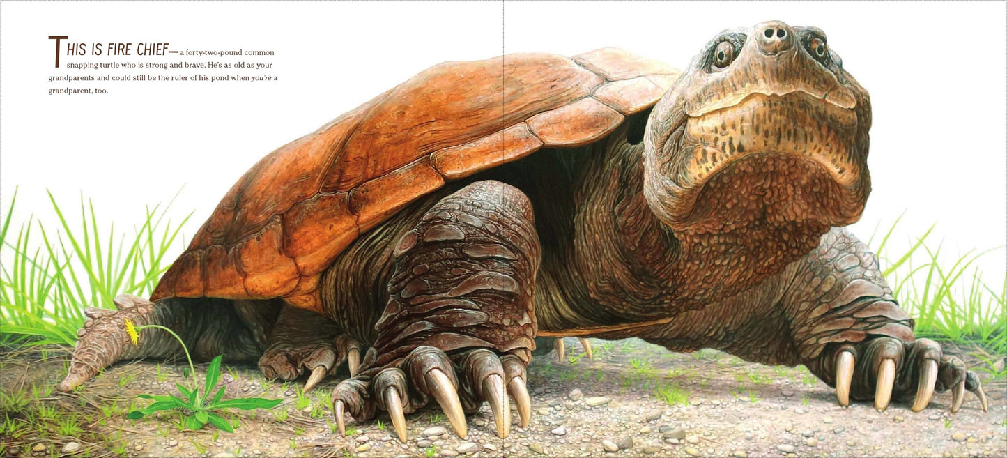 The True and Lucky Life of a Turtle