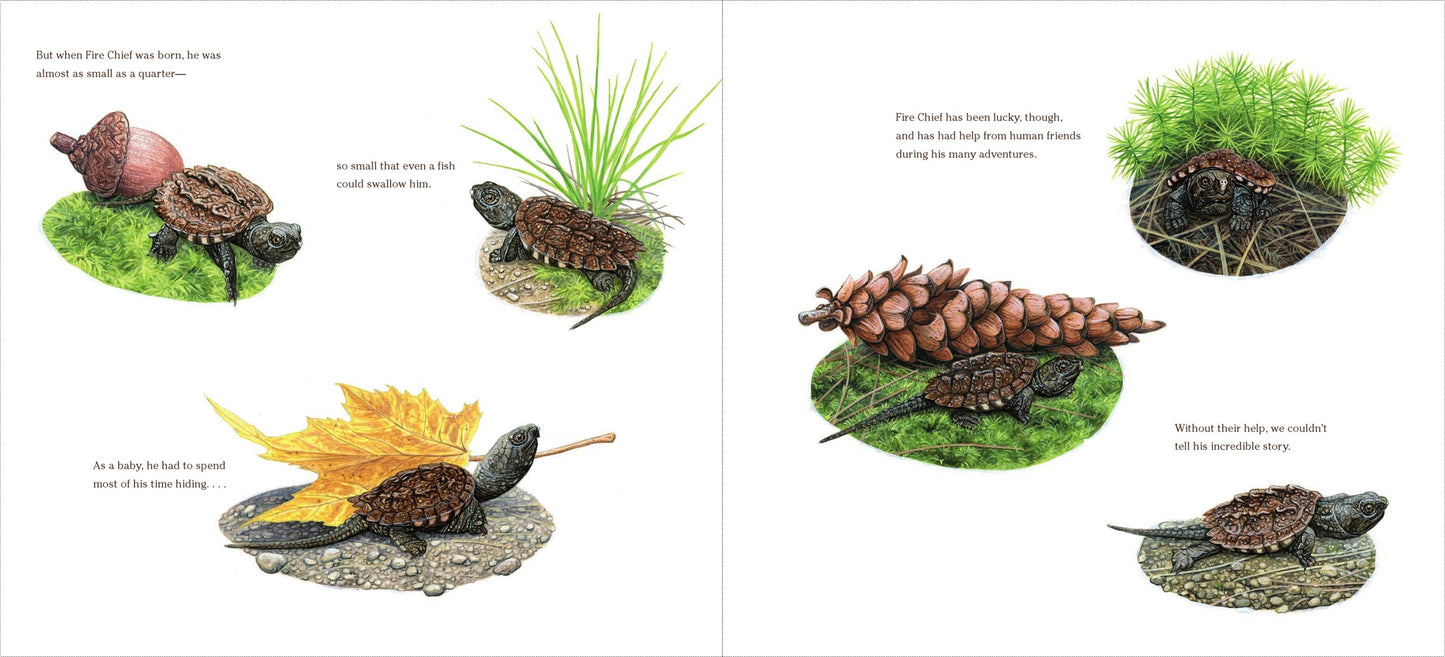 The True and Lucky Life of a Turtle